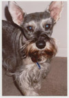 original dog 