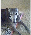 steve shelby dog urn